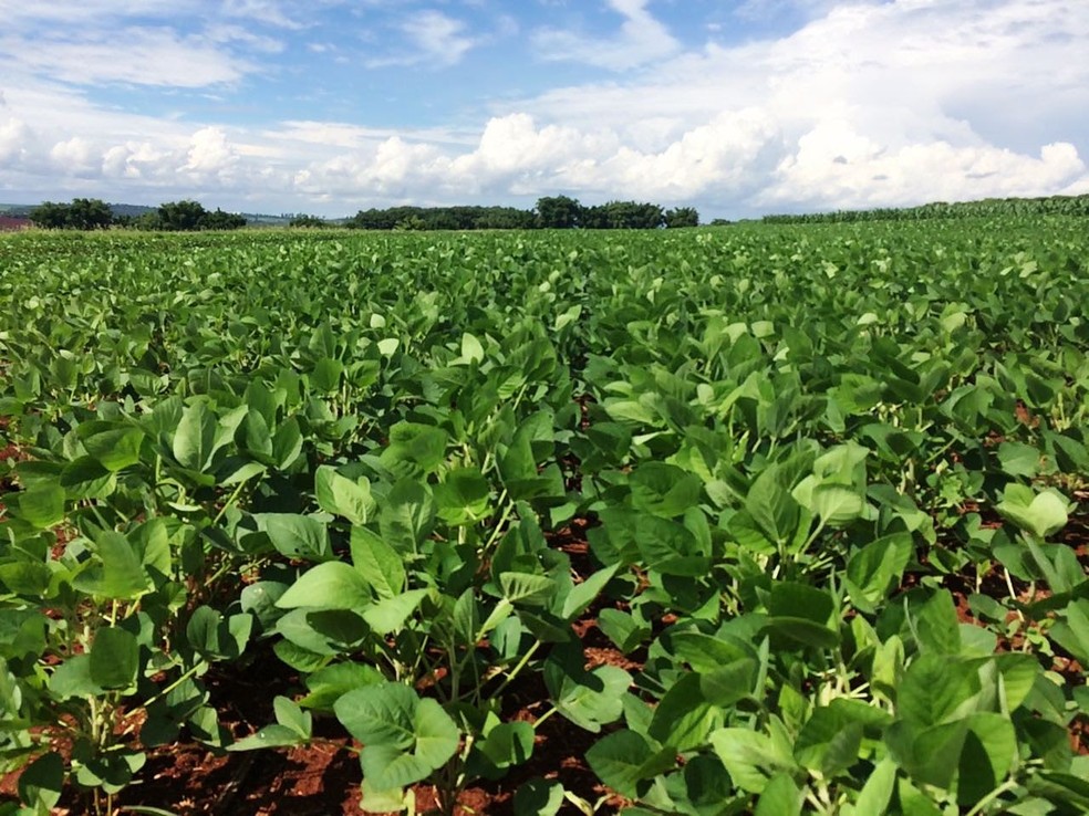 Desempenho Sobre Cultivo De Soja E Milho No Oeste Paulista E Apresentado Para Produtores Em Adamantina Presidente Prudente E Regiao G1