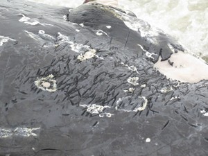 Baleia jubarte foi encontrada em Tramandaí (Foto: Xandão OndasdoSul)