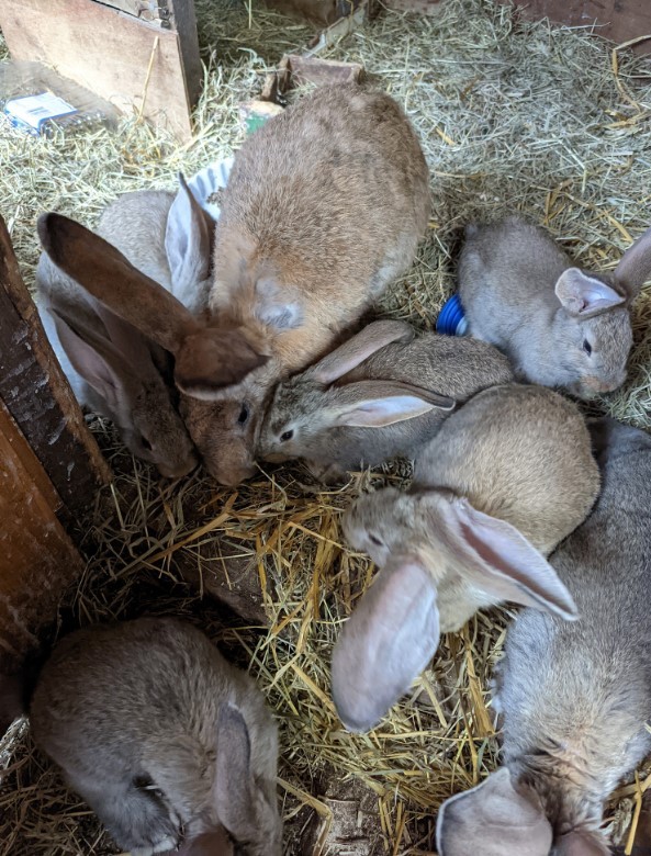 UK NGO rescues 47 giant rabbits after alleged abuse (Photo: Breeding/ People/ Jackson County WV Sheriff's Department)