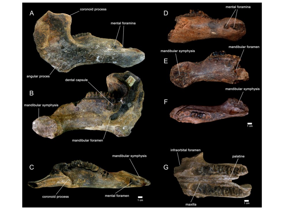 Arcada dentária do Trichechus hesperamazonicus, encontrado em Rondônia — Foto: Journal Of Vertebrate Paleontology/ Reprodução