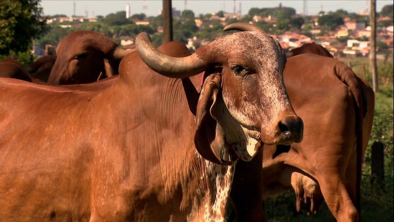 vaca-hormônio-ocitocina (Foto: Reprodução/TV Globo)