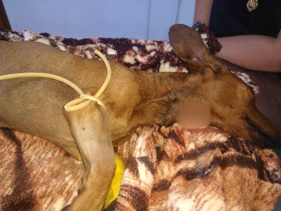 Cachorro enterrado vivo estava com corte profundo no pescoço — Foto: União Protetora dos Animais de Itapetininga/ Divulgação
