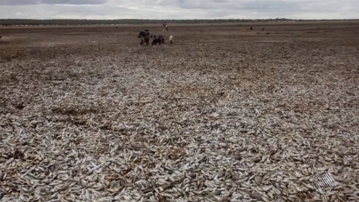 Cerca De 2 Mil Pessoas Sofrem Com A Seca De Lagoa Onde Morreram