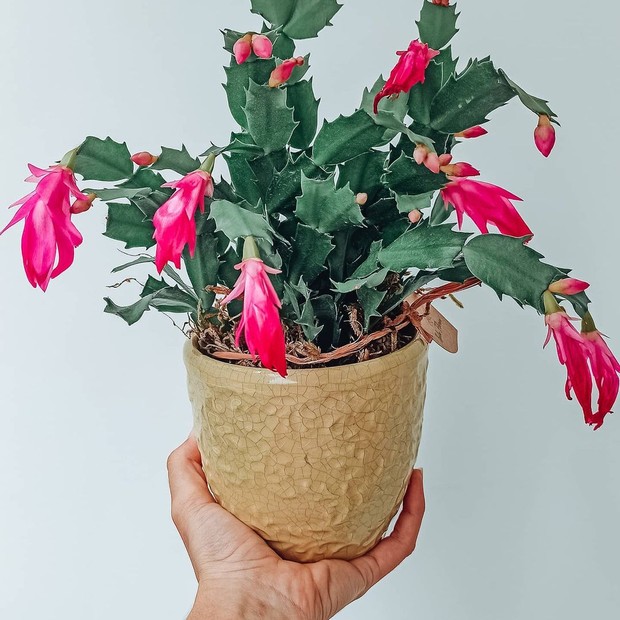 Plantas para pendurar: 5 espécies pendentes para você cultivar em casa -  Casa Vogue | Paisagismo