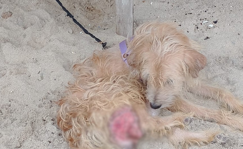 Cachorro vítima de maus-tratos é resgatado na praia de Ondina, em Salvador — Foto: Divulgação/SSP-BA
