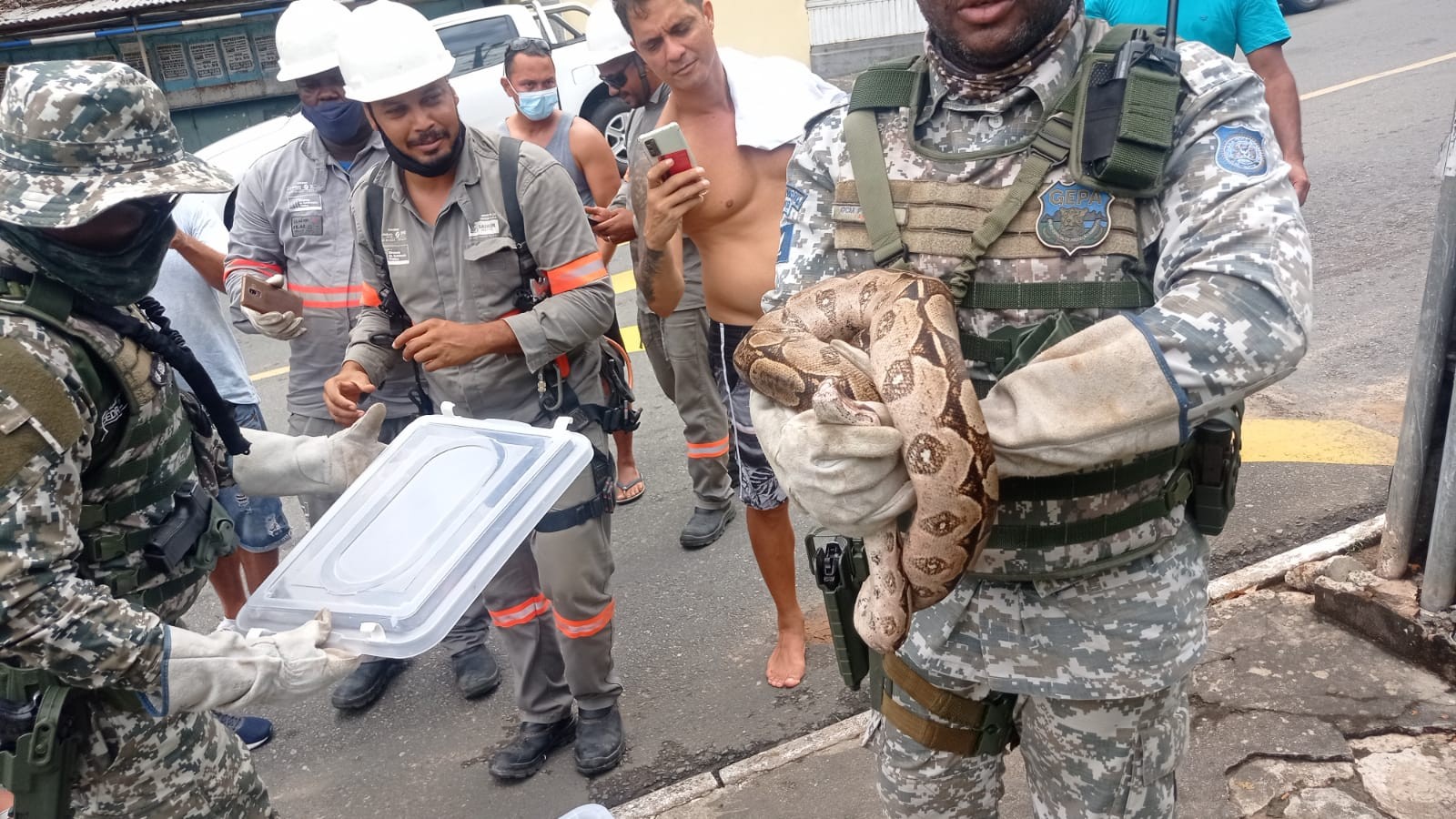 Vídeo mostra cobra no fio de um poste em Salvador; animal foi resgatado