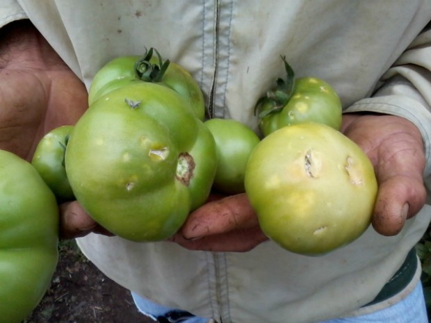 Na propriedade do agricultor Manoel Moraes, 12 mil pés de tomates foram danificados pela chuva de granizo. .  (Foto: Giliardy Freitas / TV TEM)