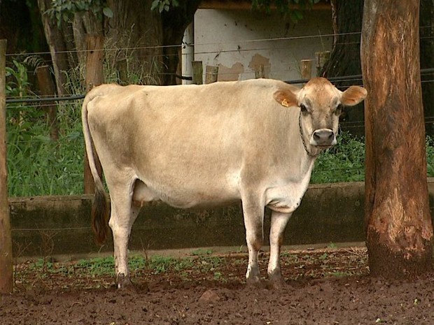 Vacas são utilizadas para pesquisa em Fazenda Experimental de Ribeirão Preto (Foto: Ronaldo Gomes/EPTV)