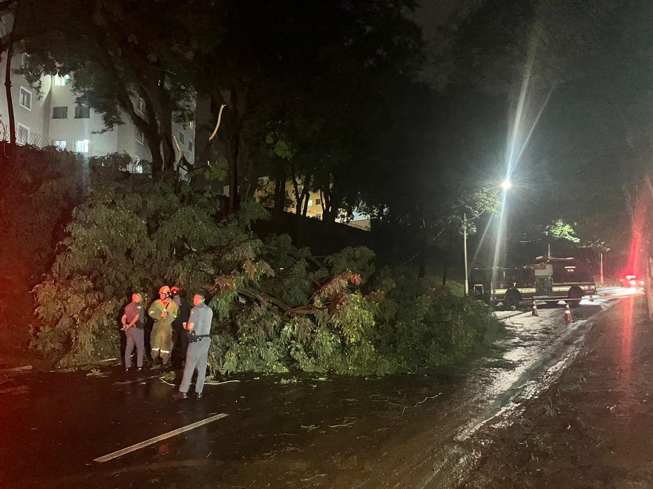 Queda de árvore durante chuva interdita avenida de Campinas