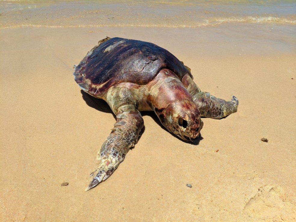 Tartaruga morta encontrada na Barra de São Miguel, AL — Foto: Dennys Rafael/ Arquivo Pessoal