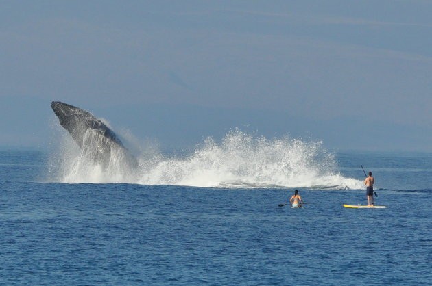 Baleias são comuns em fevereiro nas águas havaianas (Foto: Reprodução)