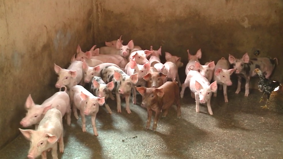 Porcos de propriedade em Divinópolis, Zona Rural de União-Pi. — Foto: TV Clube