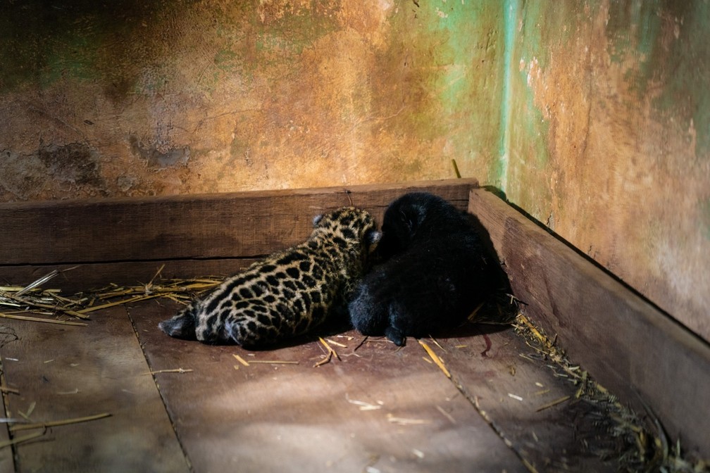 Filhotes ainda não têm nomes — Foto: Alexandre Marchetti/Itaipu Binacional