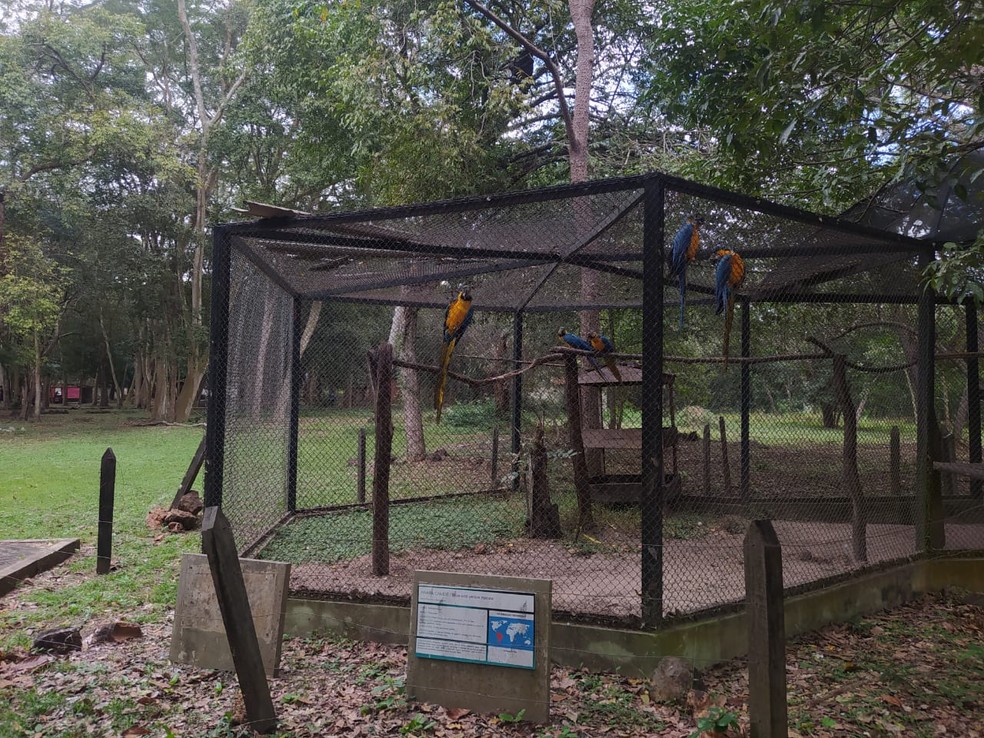 Parque Zoobotânico, em Teresina  — Foto: Ilanna Serena 