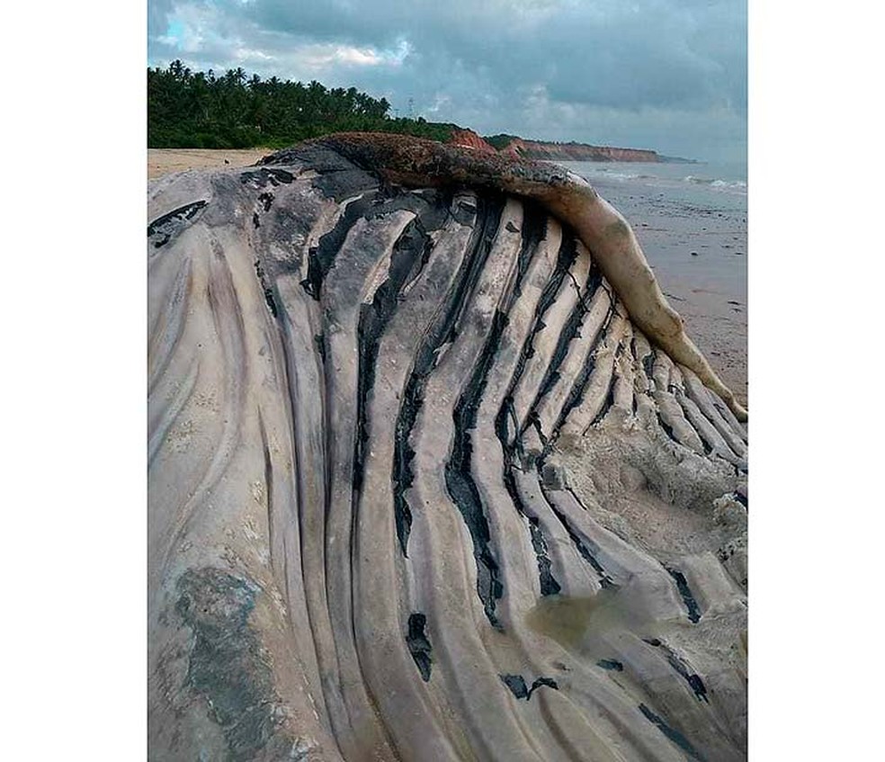 Baleia jubarte encalhada em praia de Prado, na Bahia (Foto: Dantas de Oliva/Site Prado Notícia)