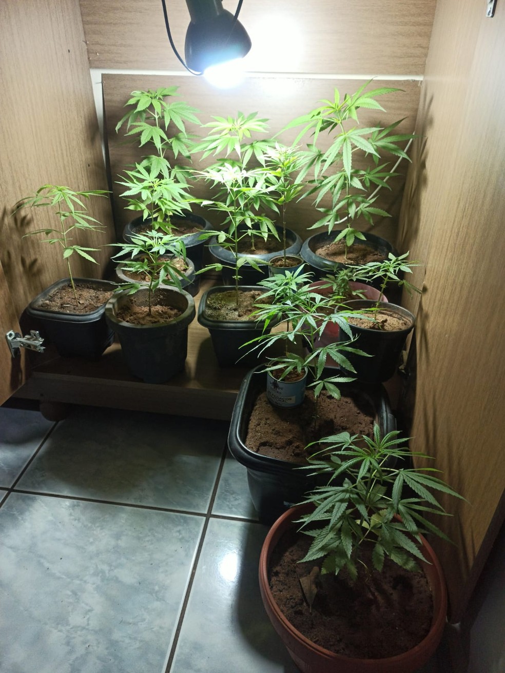 Pés de maconha eram cultivados em estufa caseira em Tarabai — Foto: Polícia Militar