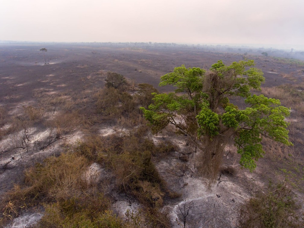 Árvore sobrevivente em meio ao fogo no Pantanal de MS — Foto: Luiz Mendes/Arquivo Pessoal