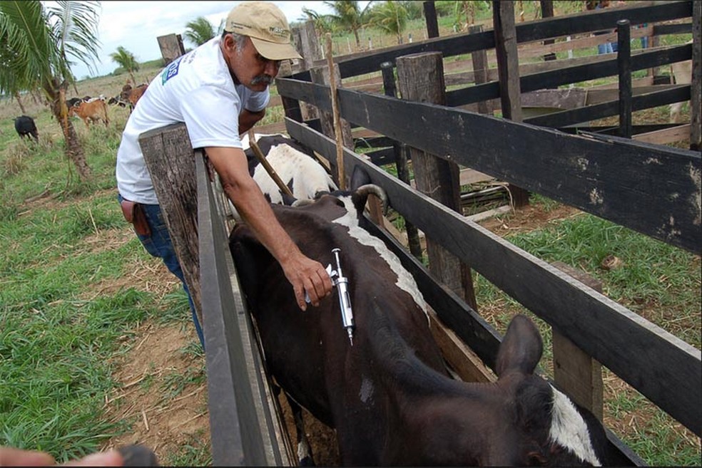 Campanha de vacina&ccedil;&atilde;o contra a febre aftosa &eacute; estendida em Caruaru (Foto: Divulga&ccedil;&atilde;o)
