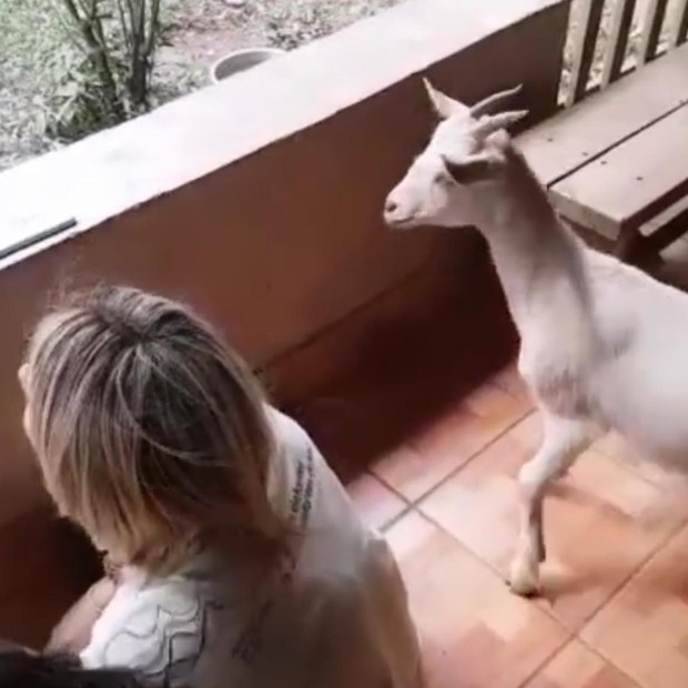 Giovanna Ewbank e cabra (Foto: Reprodução/Instagram)