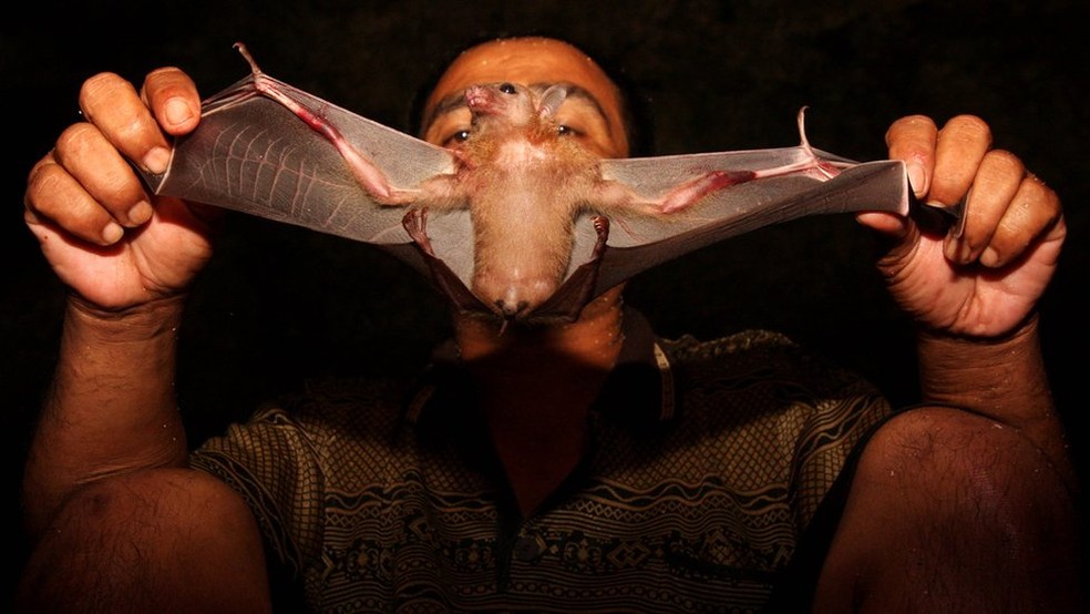 Os morcegos sÃ£o os principais transmissores do vÃ­rus de Marburg (Foto: Getty Images)