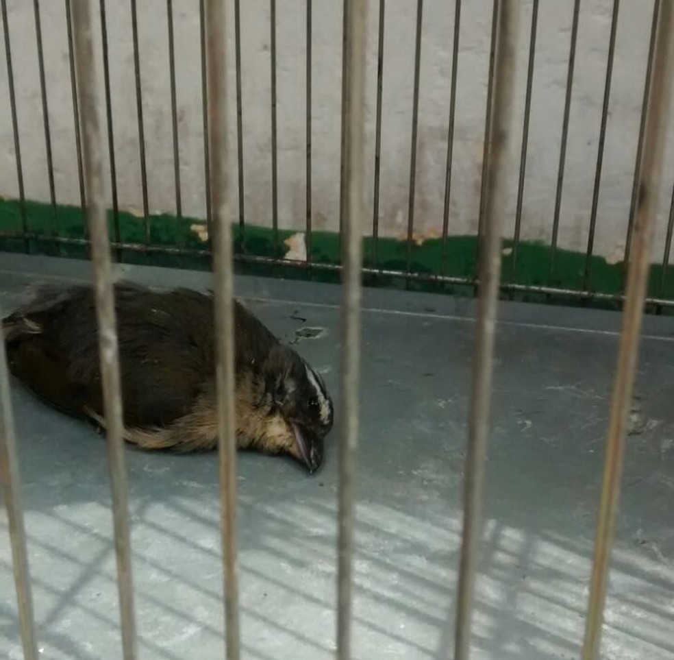 O Que Significa Quando Um Passarinho Morre Do Nada - RETOEDU