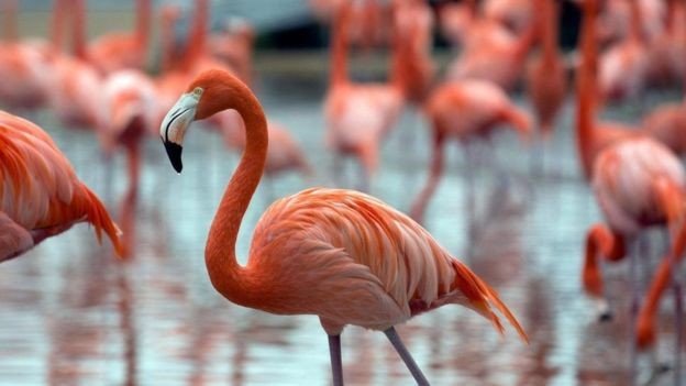 Featherstone nunca tinha visto um flamingo de verdade, então ele embasou seu design em fotos que achou em uma revista da National Geographic (Foto: ALAMY, via BBC News Brasil)