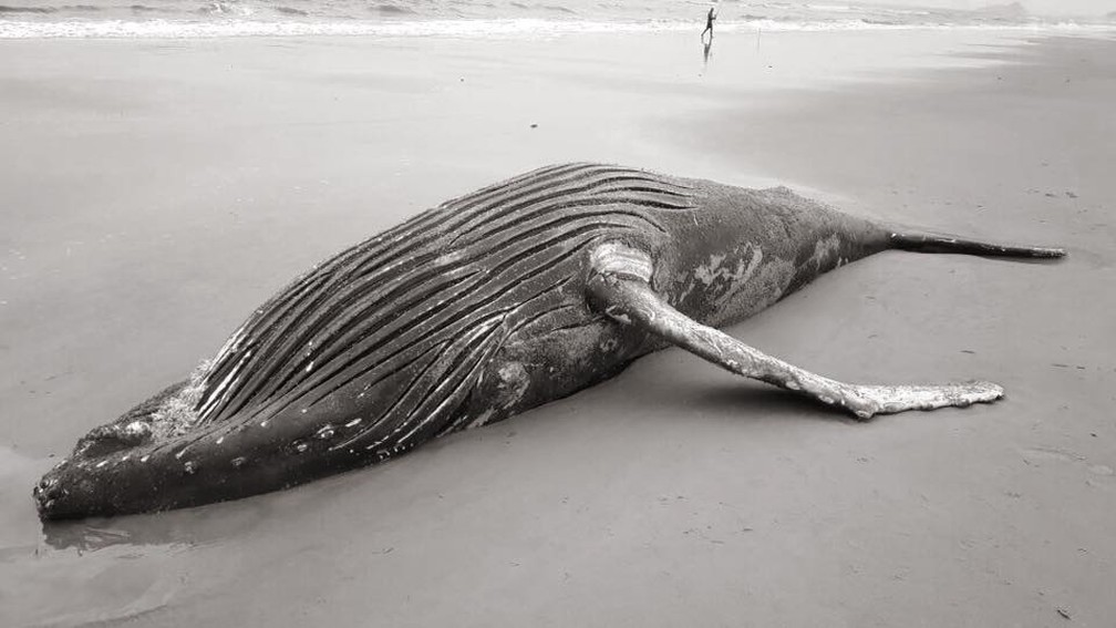 Baleia foi encontrada no balneário de Currais, em Matinhos (Foto: LEC/Divulgação)
