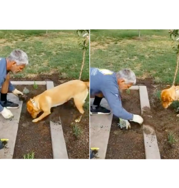 Cachorro jardineiro faz sucesso na web (Foto: Reprodução / Twitter)