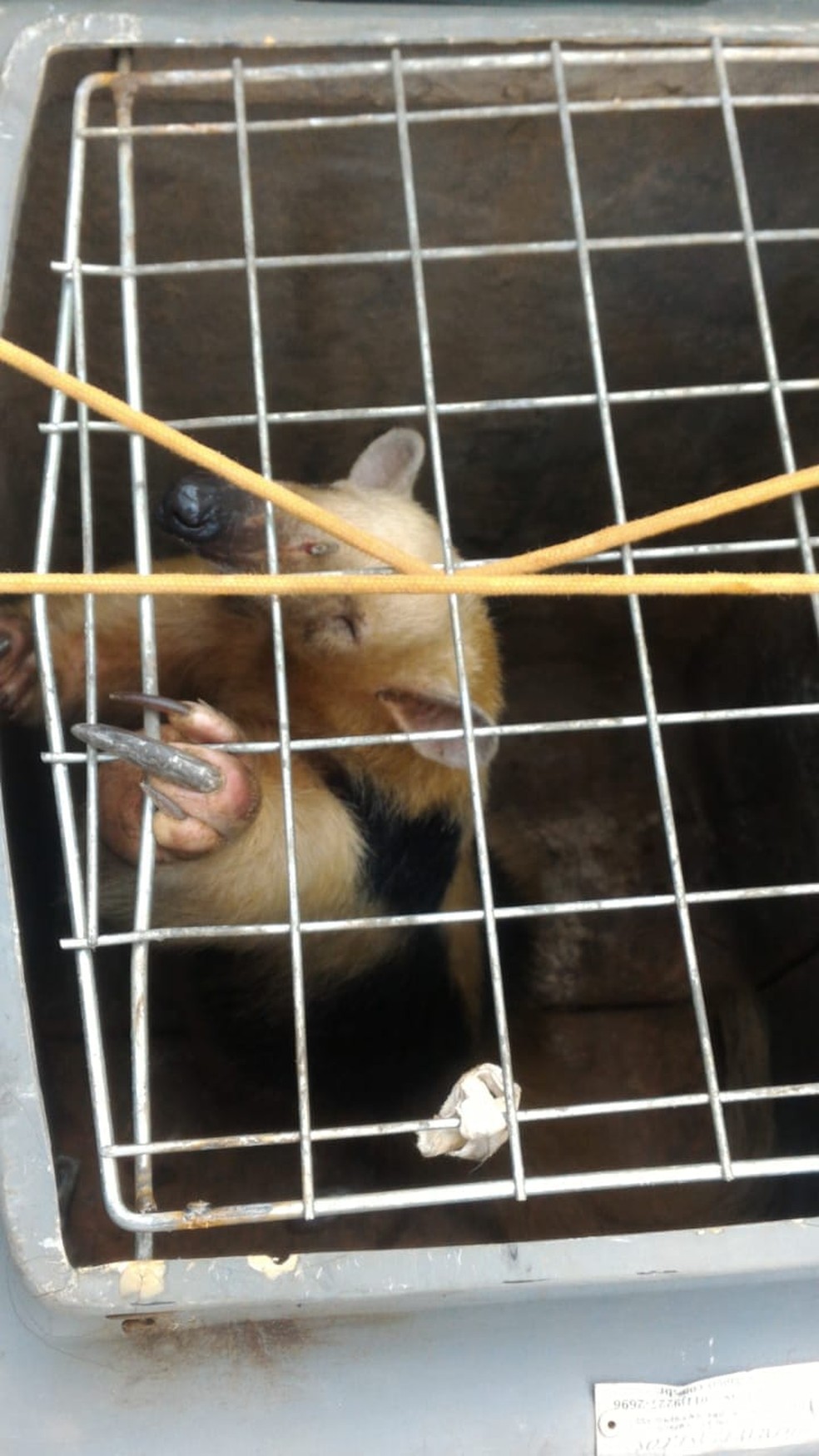 Segundo polícia, animal foi capturado e depois solto em mata na Serra da Canastra. — Foto: Polícia Militar do Meio Ambiente