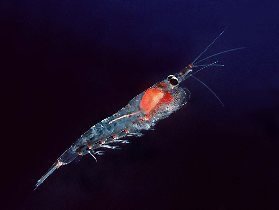 Microplásticos são encontrados em animais marinhos da Antártida. Acima: krill