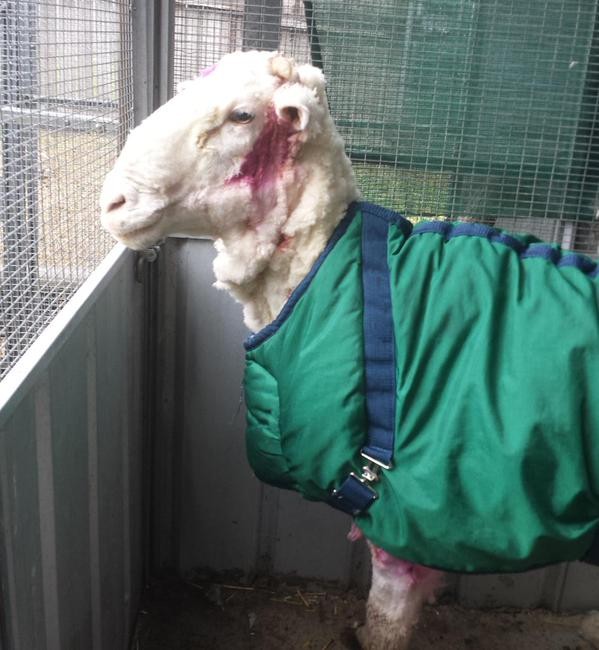 A ovelha está em observação e, em alguns dias, será disponibilizada para adoção (Foto: Reprodução/Twitter)
