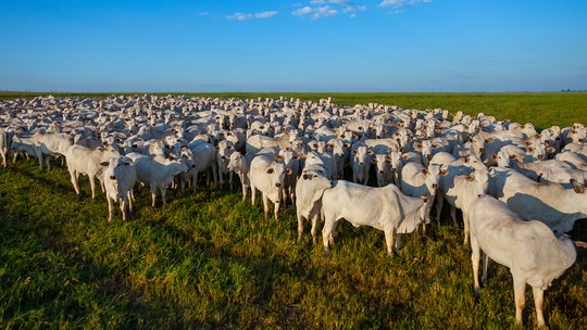 Rússia embarga carne bovina do Pará depois de caso de mal da vaca louca