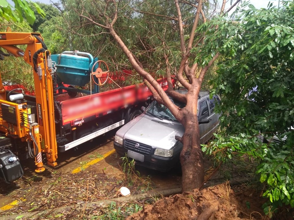 Árvore caiu em cima de árvore em Fernandópolis  — Foto: Arquivo Pessoal 