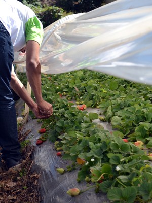 Cerca de 30 famílias trabalham com morangos orgânicos no Sul de Minas (Foto: Daniela Ayres/ G1)