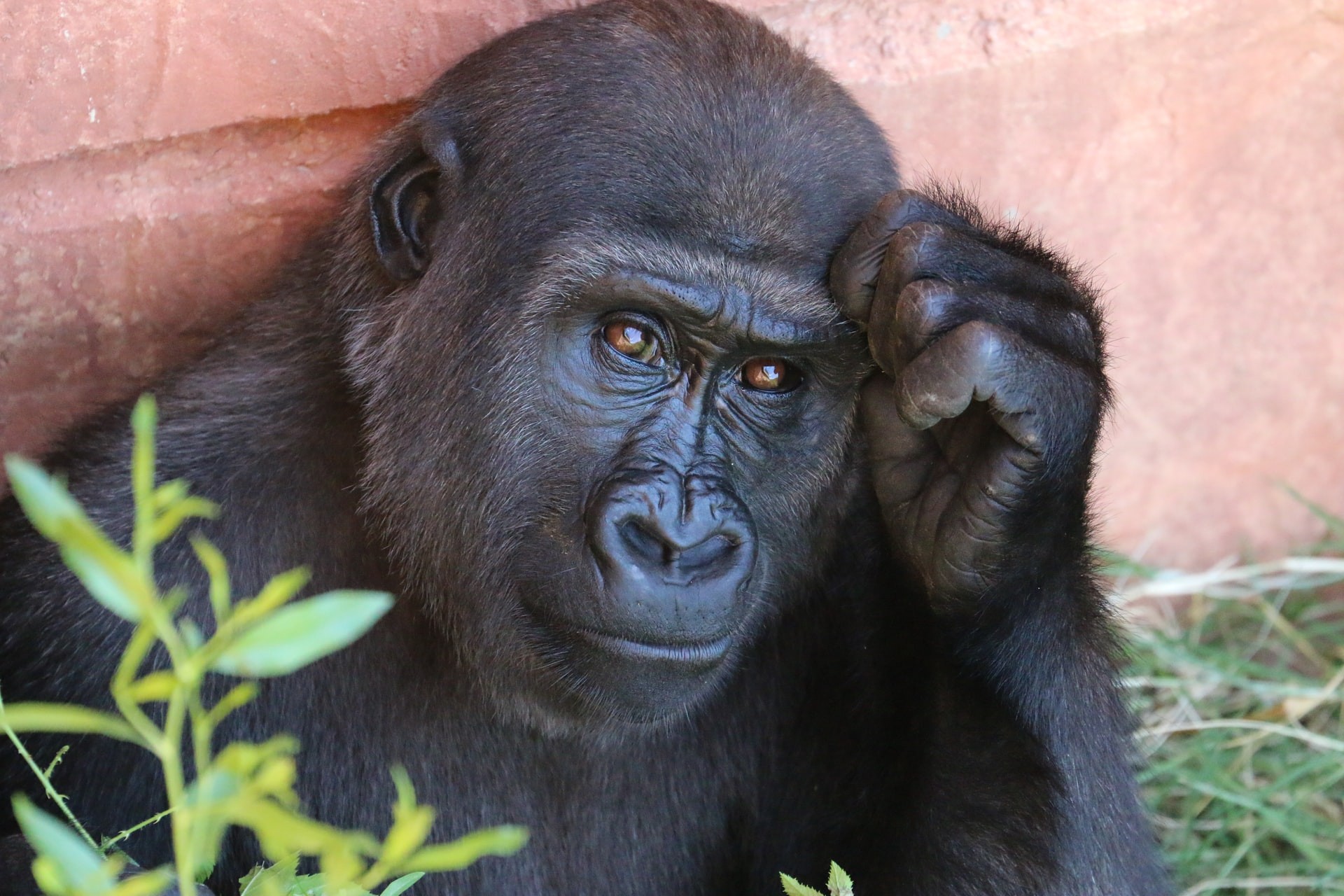 Primatas não humanos em cativeiro estão entre os principais atingidos por doenças vindas de humanos (Foto: Rob Schreckhise/Unsplash)