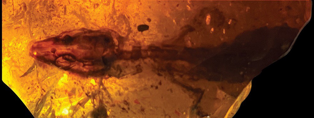 Ancestral de lagartos modernos é descoberto em âmbar de 110 milhões de anos em Mianmar (Foto: Reprodução Scientific Reports)