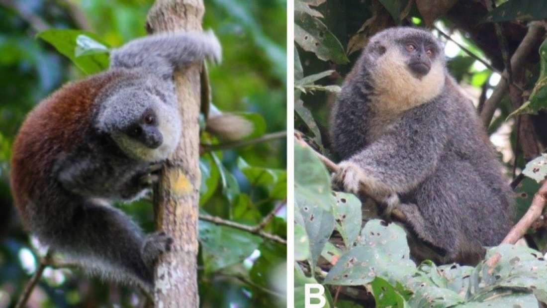Macaco-titi da espécie Plecturocebus parecis habita a Amazônia (Foto: Alberto Caldeiras, Manoel Pinheiro, Gusmão Et.Al/Primate Conversation/2019)