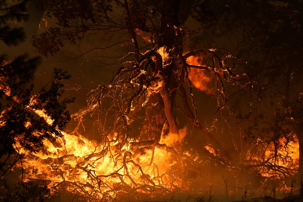 Chamadas do incêndio McKinney, no norte da California, consome árvore,  em 30 de julho de 2022. — Foto: Fred Greaves/ Reuters
