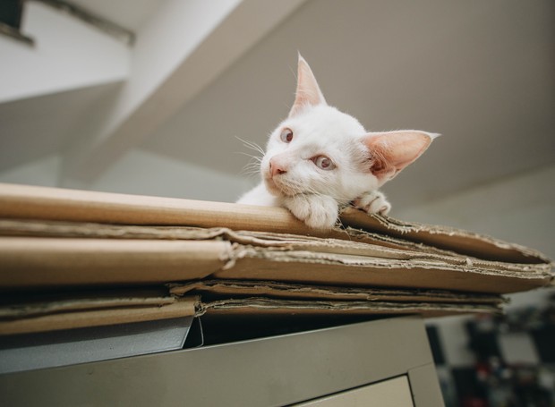 Além de ser confortável para dormir, o papelão é um bom material para os gatos arranharem e afiar as unhas (Foto: Pxhere/Creative Commons)