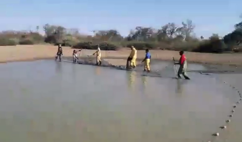 Peixes resgatados de lagoas secas â Foto: DivulgaÃ§Ã£o/Ibama 