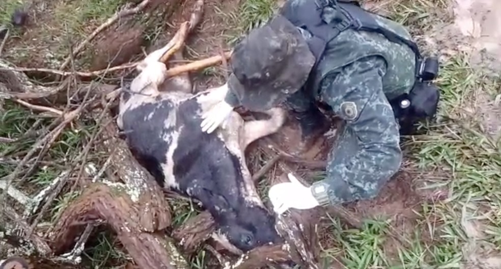 Polícia encontra 302 bovinos em situação de maus-tratos em Cunha, SP — Foto: Divulgação/ Polícia Ambiental