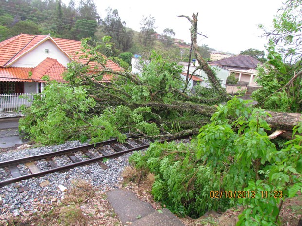 Árvore cai sobre ferrovia com força de ventos em Ribeirão Vermelho (Foto: Defesa Civil)