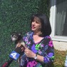 Foto: (Chihuahua Chico no colo da dona Kelly danado entrevista para a televisão americana / Reprodução/NBC)