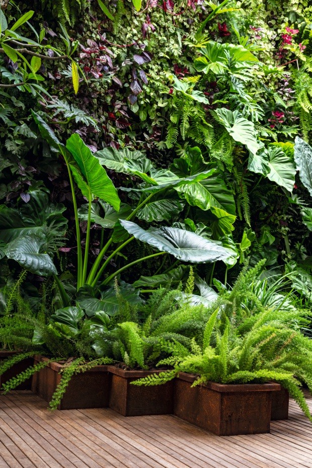 O jardim vertical é composto com um mix de espécies tropicais. Destaque para o filodendro-ondulado e os filodendros-imperiais red e green; guaimbê; samambaia-americana e samambaia-jamaicana; e iresine (Foto: Yuri Seródio)