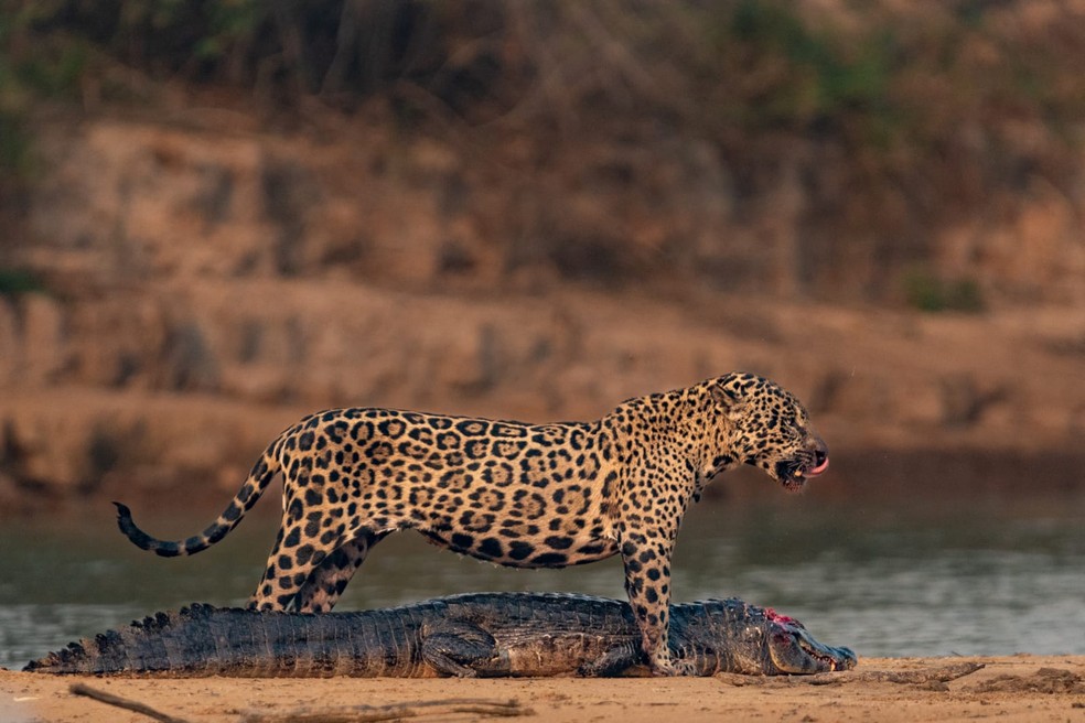 'Ague' caçando um jacaré um pouco maior que ela para alimentar os dois filhotes — Foto: Gustavo Gaspari