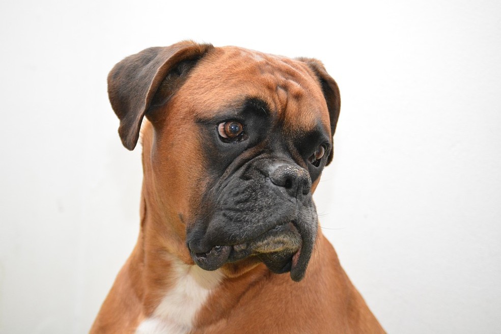 Boxer — Foto: Pixabay