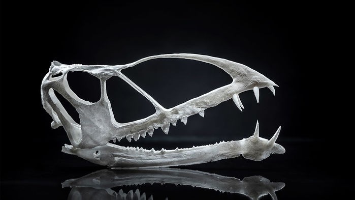 Reconstrução do crânio do pterossauro Caelestiventus hanseni (Foto: NATE EDWARDS/BYU)