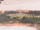 Crocodilo é filmado 'curtindo' tobogã em zoológico no Marrocos