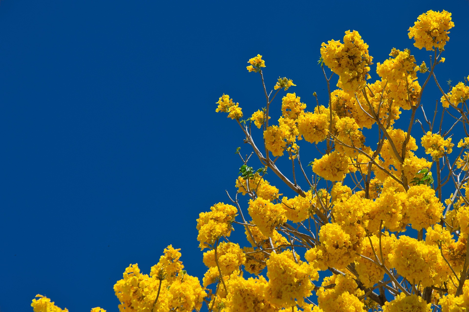 Primavera (Foto: Pixabay)