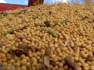 16 milhões de toneladas de soja devem sair das lavouras gaúchas (Foto: Reprodução/RBS TV)